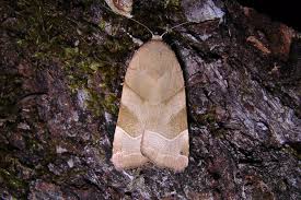 Attēlu rezultāti vaicājumam “Noctua fimbriata imago”