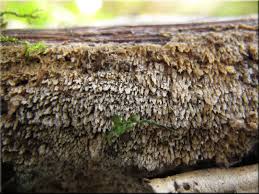 Attēlu rezultāti vaicājumam “Hyphodontia barba-jovis”