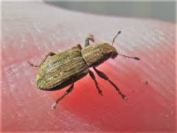 Attēlu rezultāti vaicājumam “Sitona sp.”