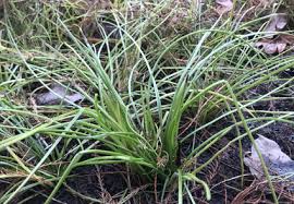 Attēlu rezultāti vaicājumam “Isoetaceae”