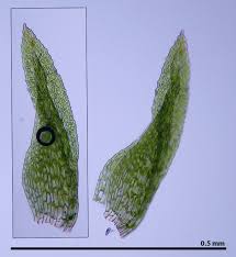 Attēlu rezultāti vaicājumam “Fissidens arnoldii sporophyte”