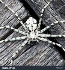 Attēlu rezultāti vaicājumam “Philodromus margaritatus”