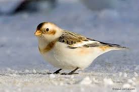 Attēlu rezultāti vaicājumam “Plectrophenax nivalis adult”