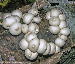 Attēlu rezultāti vaicājumam “Lycoperdon pyriforme young”