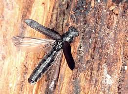 Attēlu rezultāti vaicājumam “Hylecoetus dermestoides male”