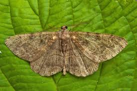 Attēlu rezultāti vaicājumam “Alcis repandata”