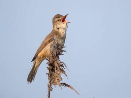 Image result for Acrocephalus arundinaceus