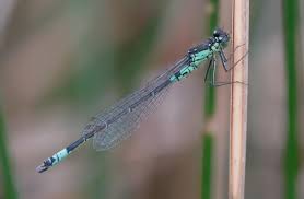 Attēlu rezultāti vaicājumam “Coenagrion armatum”