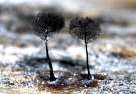 Attēlu rezultāti vaicājumam “Lamproderma ovoideum spores”