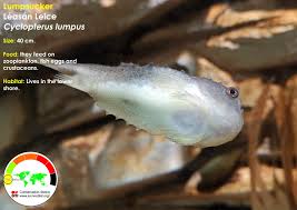 Image result for Cyclopterus lumpus