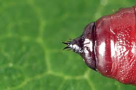 Attēlu rezultāti vaicājumam “Hydria cervinalis”