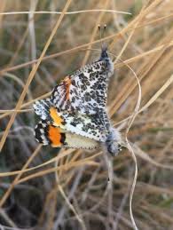 Attēlu rezultāti vaicājumam “Stemonitopsis subcaespitosa macro”