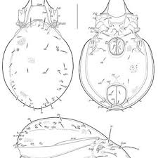 Attēlu rezultāti vaicājumam “Belbodamaeus sp.”