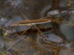 Attēlu rezultāti vaicājumam “Limnoporus rufoscutellatus”