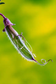 Attēlu rezultāti vaicājumam “Cytisus scoparius fruit”