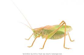 Attēlu rezultāti vaicājumam “Tettigonia cantans”