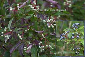 Attēlu rezultāti vaicājumam “Cornus sericea fruit”