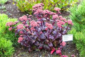 Attēlu rezultāti vaicājumam “Hylotelephium maximum leaf”