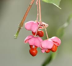 Attēlu rezultāti vaicājumam “Euonymus fruit”