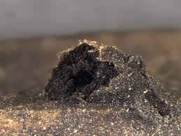 Attēlu rezultāti vaicājumam “Colloderma oculatum”