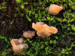 Attēlu rezultāti vaicājumam “Craterocolla cerasi”