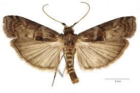 Attēlu rezultāti vaicājumam “Phycita roborella”