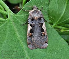 Attēlu rezultāti vaicājumam “Xestia c-nigrum”