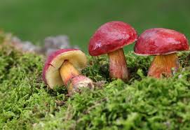 Attēlu rezultāti vaicājumam “Xerocomus rubellus”