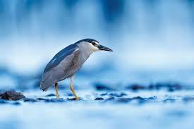 Image result for Nycticorax nycticorax
