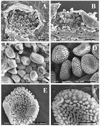 Attēlu rezultāti vaicājumam “Coleosporium sp.”