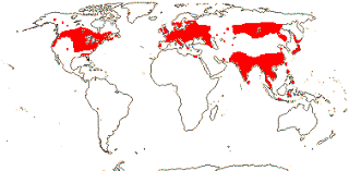 Attēlu rezultāti vaicājumam “Acoraceae”