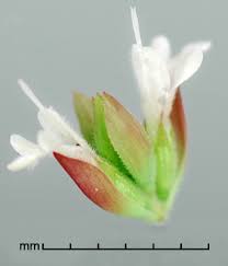 Attēlu rezultāti vaicājumam “Origanum vulgare bud”