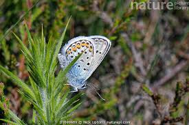 Attēlu rezultāti vaicājumam “Plebejus argus male”