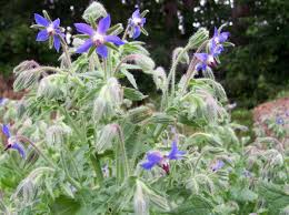 Attēlu rezultāti vaicājumam “Borago officinalis”