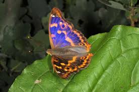 Attēlu rezultāti vaicājumam “Apatura ilia”