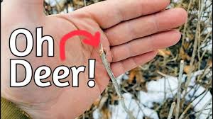 Attēlu rezultāti vaicājumam “Diderma roanense stalked”