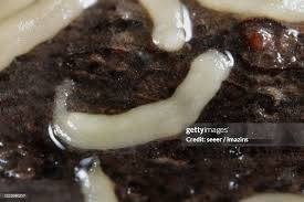 Attēlu rezultāti vaicājumam “Gordius aquaticus”