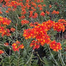 Attēlu rezultāti vaicājumam “Diderma radiatum stalked”