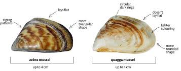 Attēlu rezultāti vaicājumam “Dreissena polymorpha”