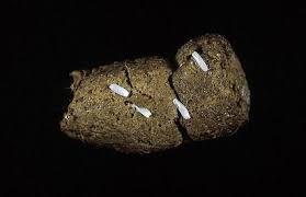 Image result for cestoda excrement dog