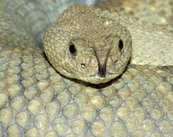 Image result for reptile scales