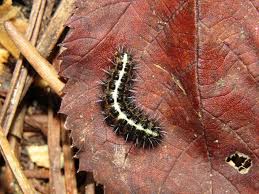 Attēlu rezultāti vaicājumam “Coscinia cribraria”