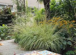 Attēlu rezultāti vaicājumam “Molinia caerulea flower”