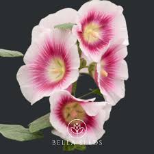 Image result for Stockrose