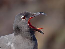 Attēlu rezultāti vaicājumam “Fuligo laevis”