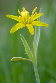 Attēlu rezultāti vaicājumam “Gagea lutea”