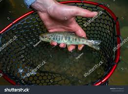 Image result for Salmo macrostigma