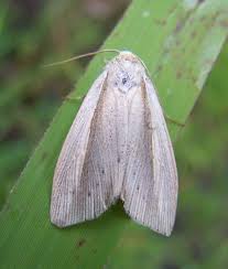 Attēlu rezultāti vaicājumam “Mythimna flammea”