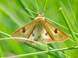 Attēlu rezultāti vaicājumam “Diacrisia sannio male”