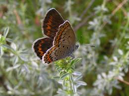 Attēlu rezultāti vaicājumam “Plebejus argus / Plebejus idas”